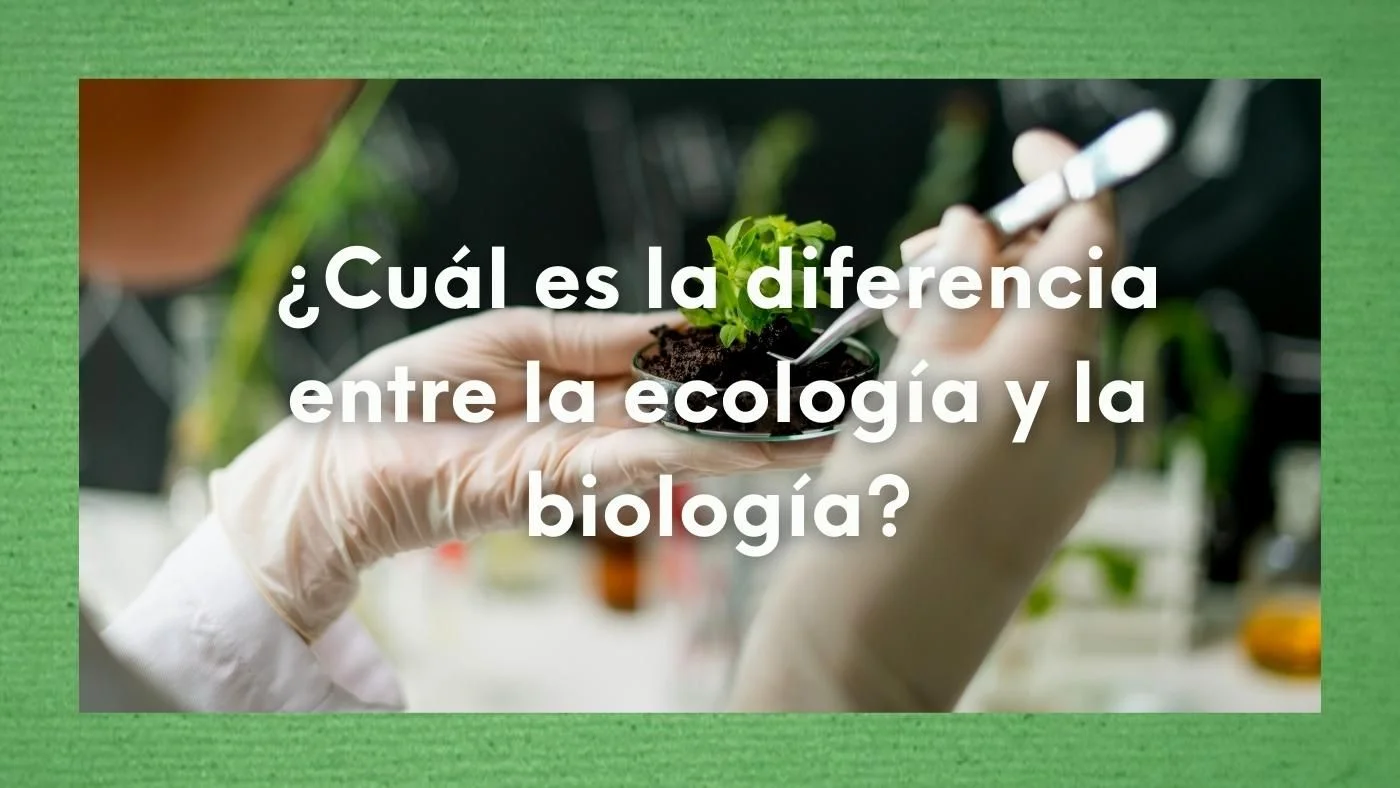 Definiciones Clave De Ecología Y Su Importancia En La Comprensión Ambiental Actual 5894